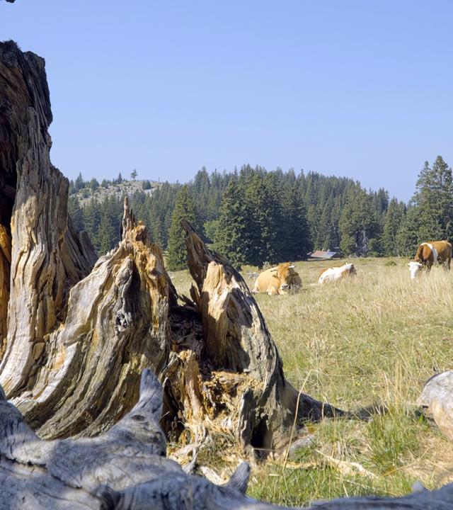 Ein abgestorbener Baumstamm in einer Almwiese, umgeben von grasenden Kühen, mit dichten Wäldern und einer klaren Berglandschaft im Hintergrund. 