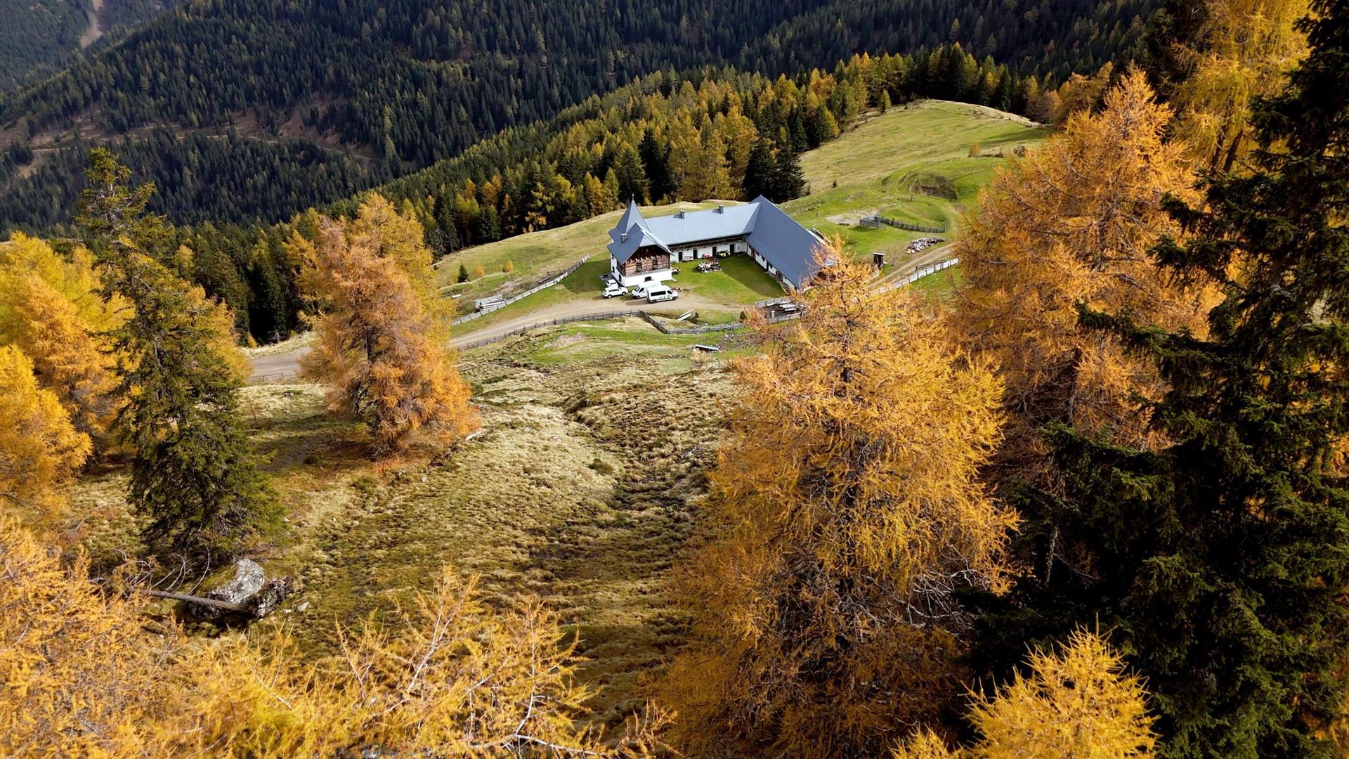 Das Bild zeigt die Litzlhofalm, eine Alm in einer hügeligen, alpine Landschaft. Die Alm ist ein modern gestaltetes Gebäude mit einem grauen Dach und einer Holzfront. Vor der Alm sind mehrere Autos geparkt. Um das Gebäude herum erstreckt sich eine grüne Wiese, durchzogen von sanften Hügeln.   Im Vordergrund stehen Bäume, die im Herbstlaub in Gelb- und Orangetönen leuchten, während im Hintergrund dichte, dunkle Nadelwälder sichtbar sind. Die Almlandschaft wird von sanften Hügeln und bewaldeten Berghängen umgeben, auf denen die herbstlichen Farbtöne besonders zur Geltung kommen. Die Atmosphäre wirkt ruhig und idyllisch, typisch für ländliche Gebiete in den Alpen.