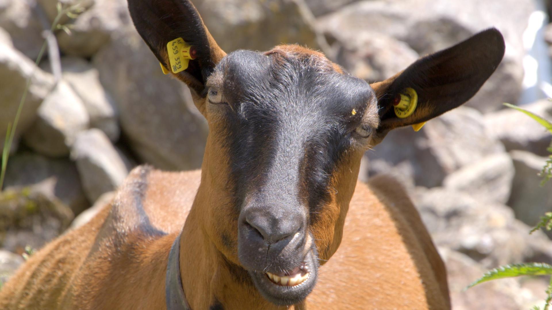 Das Bild zeigt eine Ziege in close-up. Die Ziege hat ein braunes Fell mit einer dunkleren Gesichtsmaske und ist auf einem Hintergrund aus grauen Felsen zu sehen. Ihre Ohren sind groß und aufrecht, und an einem Ohr ist ein gelbes Ohrmarken-Tätowierungsschild befestigt. Die Gesichtszüge der Ziege sind deutlich erkennbar, einschließlich ihrer Zähne, die sichtbar sind, da sie leicht den Mund geöffnet hält. Die Umgebung scheint natürlich zu sein, was möglicherweise auf eine Alm oder eine ländliche Region in Tirol hindeutet. Es sind keine Menschen oder weitere Tiere im Bild sichtbar.