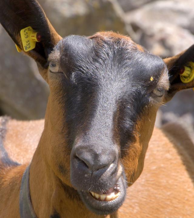 Das Bild zeigt eine Ziege in close-up. Die Ziege hat ein braunes Fell mit einer dunkleren Gesichtsmaske und ist auf einem Hintergrund aus grauen Felsen zu sehen. Ihre Ohren sind groß und aufrecht, und an einem Ohr ist ein gelbes Ohrmarken-Tätowierungsschild befestigt. Die Gesichtszüge der Ziege sind deutlich erkennbar, einschließlich ihrer Zähne, die sichtbar sind, da sie leicht den Mund geöffnet hält. Die Umgebung scheint natürlich zu sein, was möglicherweise auf eine Alm oder eine ländliche Region in Tirol hindeutet. Es sind keine Menschen oder weitere Tiere im Bild sichtbar.