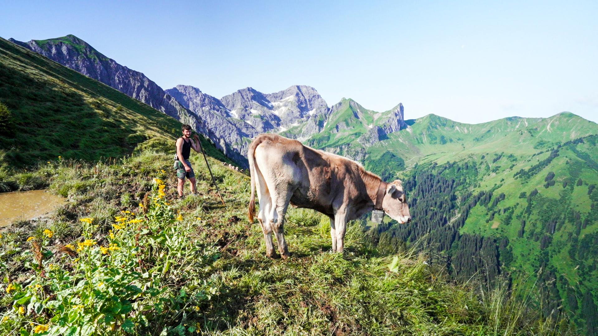Das Bild zeigt eine alpine Landschaft in Vorarlberg. Im Vordergrund steht eine braune Kuh, die auf einer grünen Wiese grast. Neben der Kuh steht ein junger Mann, der einen Stock in der Hand hält. Er trägt ein ärmelloses Oberteil und Shorts. Im Hintergrund erstrecken sich hohe, bewaldete Berge unter einem klaren blauen Himmel. Die Landschaft ist üppig und zeigt eine Mischung aus Wiese und felsigen Bergen. Die Szenerie vermittelt ein Gefühl von Ruhe und Naturverbundenheit.