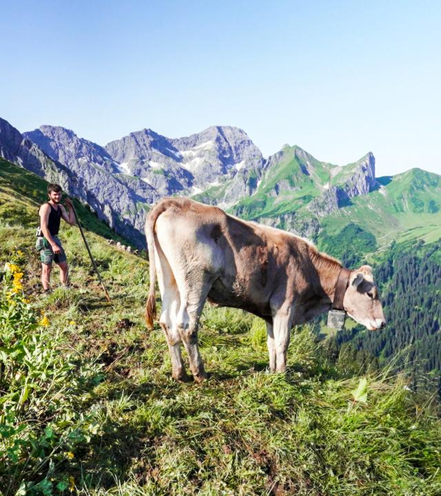 Das Bild zeigt eine alpine Landschaft in Vorarlberg. Im Vordergrund steht eine braune Kuh, die auf einer grünen Wiese grast. Neben der Kuh steht ein junger Mann, der einen Stock in der Hand hält. Er trägt ein ärmelloses Oberteil und Shorts. Im Hintergrund erstrecken sich hohe, bewaldete Berge unter einem klaren blauen Himmel. Die Landschaft ist üppig und zeigt eine Mischung aus Wiese und felsigen Bergen. Die Szenerie vermittelt ein Gefühl von Ruhe und Naturverbundenheit.