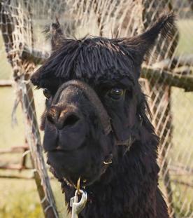 Nahaufnahme. Der Kopf eines schwarzen Alapakas