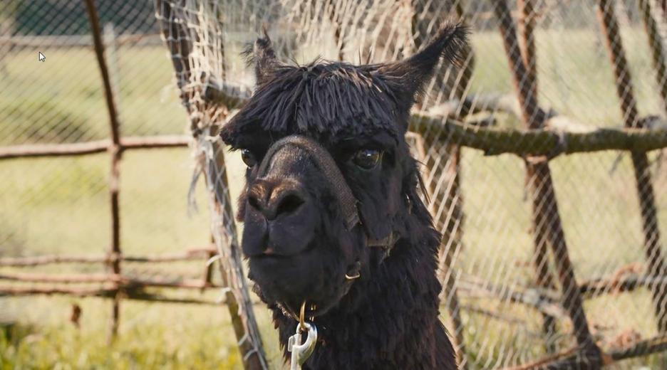 Nahaufnahme. Der Kopf eines schwarzen Alapakas
