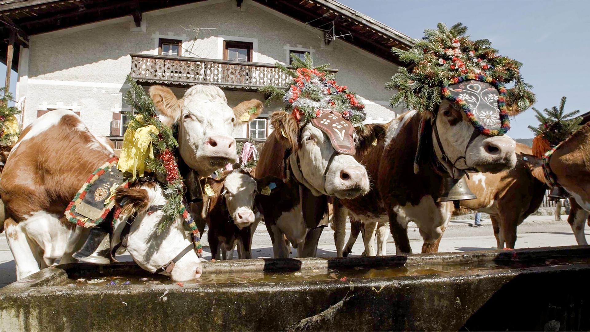 Das Bild zeigt ein traditionelles Szenario während des Almabtriebs im Alpbachtal, Tirol. Im Vordergrund stehen festlich geschmückte Kühe, die mit bunten Kränzen aus Tannenzweigen und Blumen verziert sind. Einige Kühe tragen auch geschmückte Decken. Eine der Kühe hat eine Glocke um den Hals.   Im Hintergrund ist ein traditionelles, mehrstöckiges alpenländisches Gebäude zu sehen, das aus hellen Steinen und Holz besteht. Es hat einen Balkon, auf dem Blumen und Pflanzen stehen könnten. Der Himmel ist klar und blau, was auf einen schönen Tag hinweist.   Die Szene vermittelt eine Atmosphäre von Tradition und Gemeinschaft, unterstützt durch die festlichen Farben und die fröhliche Gestaltung der Tiere, die eine zentrale Rolle in diesem Brauchtum spielen.