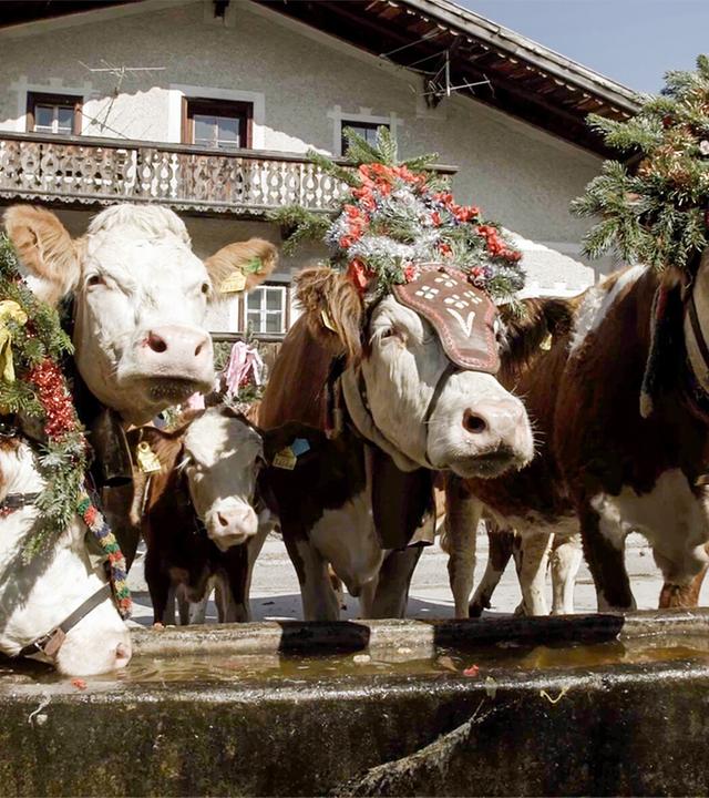 Das Bild zeigt ein traditionelles Szenario während des Almabtriebs im Alpbachtal, Tirol. Im Vordergrund stehen festlich geschmückte Kühe, die mit bunten Kränzen aus Tannenzweigen und Blumen verziert sind. Einige Kühe tragen auch geschmückte Decken. Eine der Kühe hat eine Glocke um den Hals.   Im Hintergrund ist ein traditionelles, mehrstöckiges alpenländisches Gebäude zu sehen, das aus hellen Steinen und Holz besteht. Es hat einen Balkon, auf dem Blumen und Pflanzen stehen könnten. Der Himmel ist klar und blau, was auf einen schönen Tag hinweist.   Die Szene vermittelt eine Atmosphäre von Tradition und Gemeinschaft, unterstützt durch die festlichen Farben und die fröhliche Gestaltung der Tiere, die eine zentrale Rolle in diesem Brauchtum spielen.