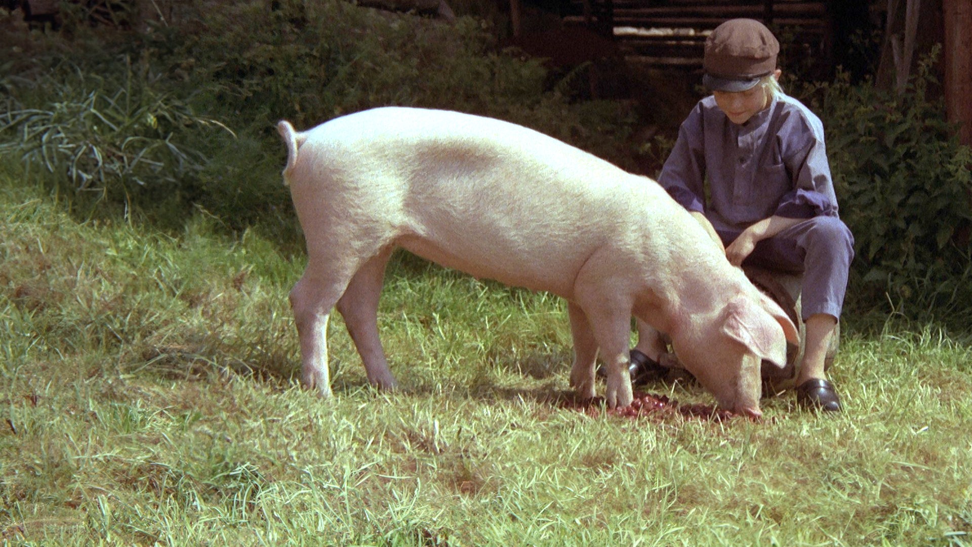 Michel kniet auf einer Wiese vorm Schatten und streichelt ein Schwein, während das Kirschen frisst.