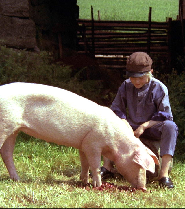 Michel kniet auf einer Wiese vorm Schatten und streichelt ein Schwein, während das Kirschen frisst.