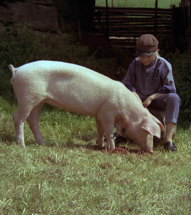 Michel kniet auf einer Wiese vorm Schatten und streichelt ein Schwein, während das Kirschen frisst.