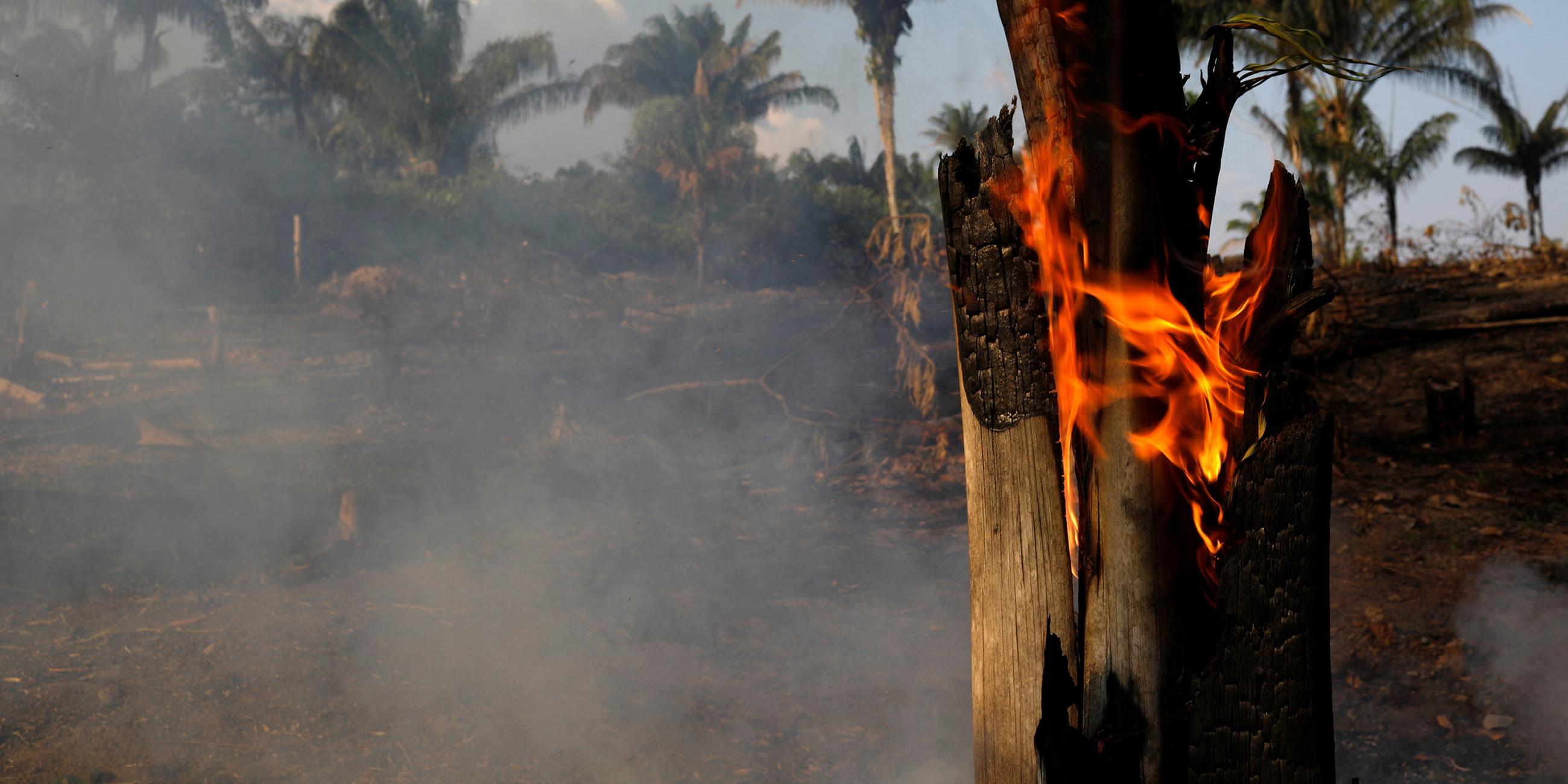 Ein brennender Baum im Amazonas-Regenwald am 20.08.2019
