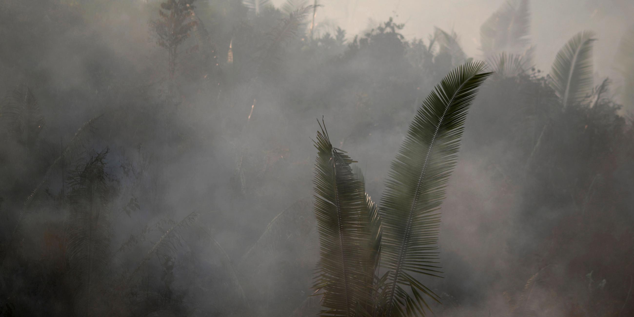 Waldbrände im Amazonas-Regenwald
