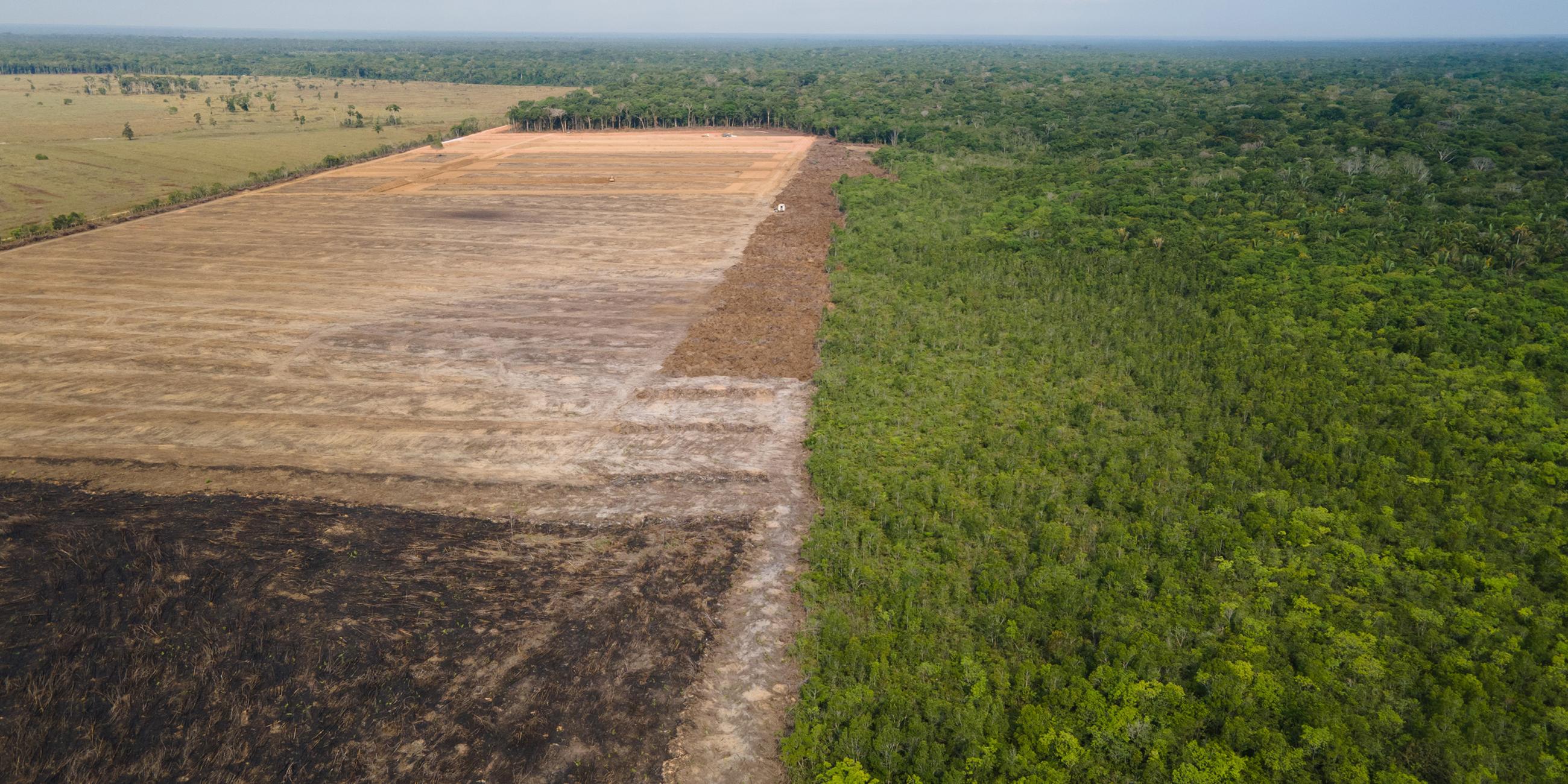 Abgeholzte Fläche im Amazonas-Gebiet