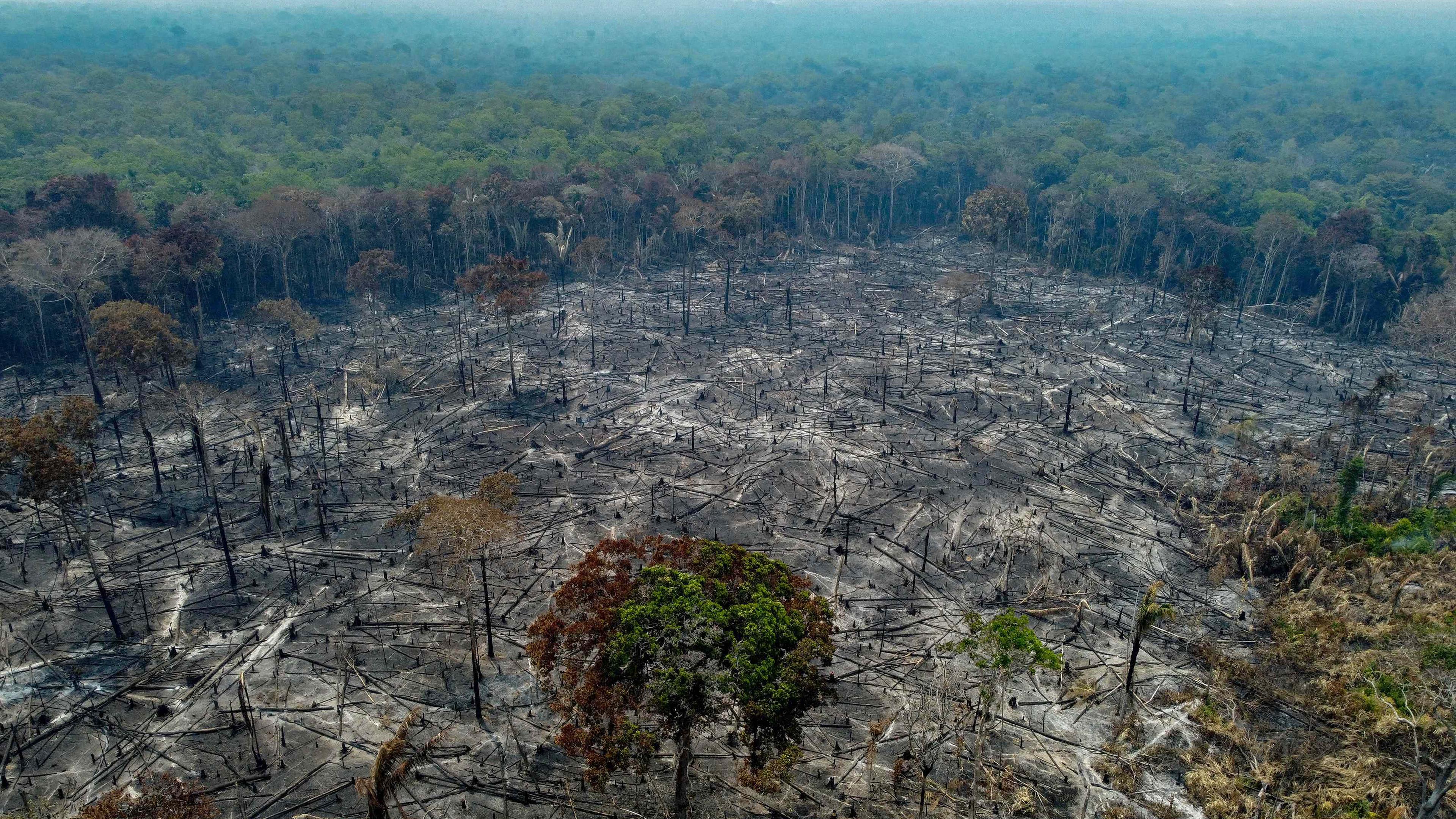 Verbrannte Bäume sind zu sehen, nachdem Landwirte in Manaquiri, Bundesstaat Amazonas, illegale Brände gelegt haben, aufgenommen am 06.09.2023