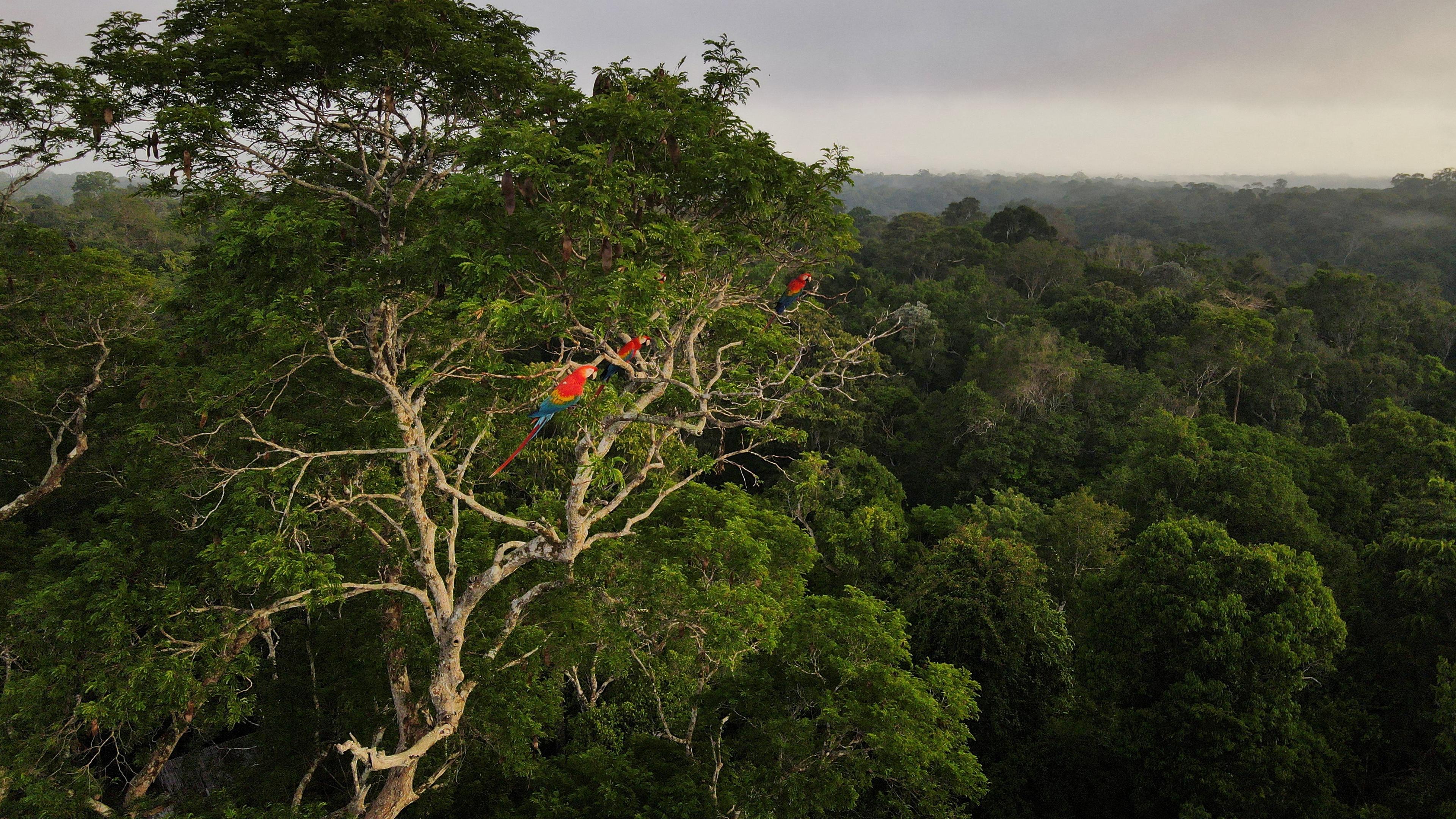 Brasilien, Manaus: Amazonas Regenwald