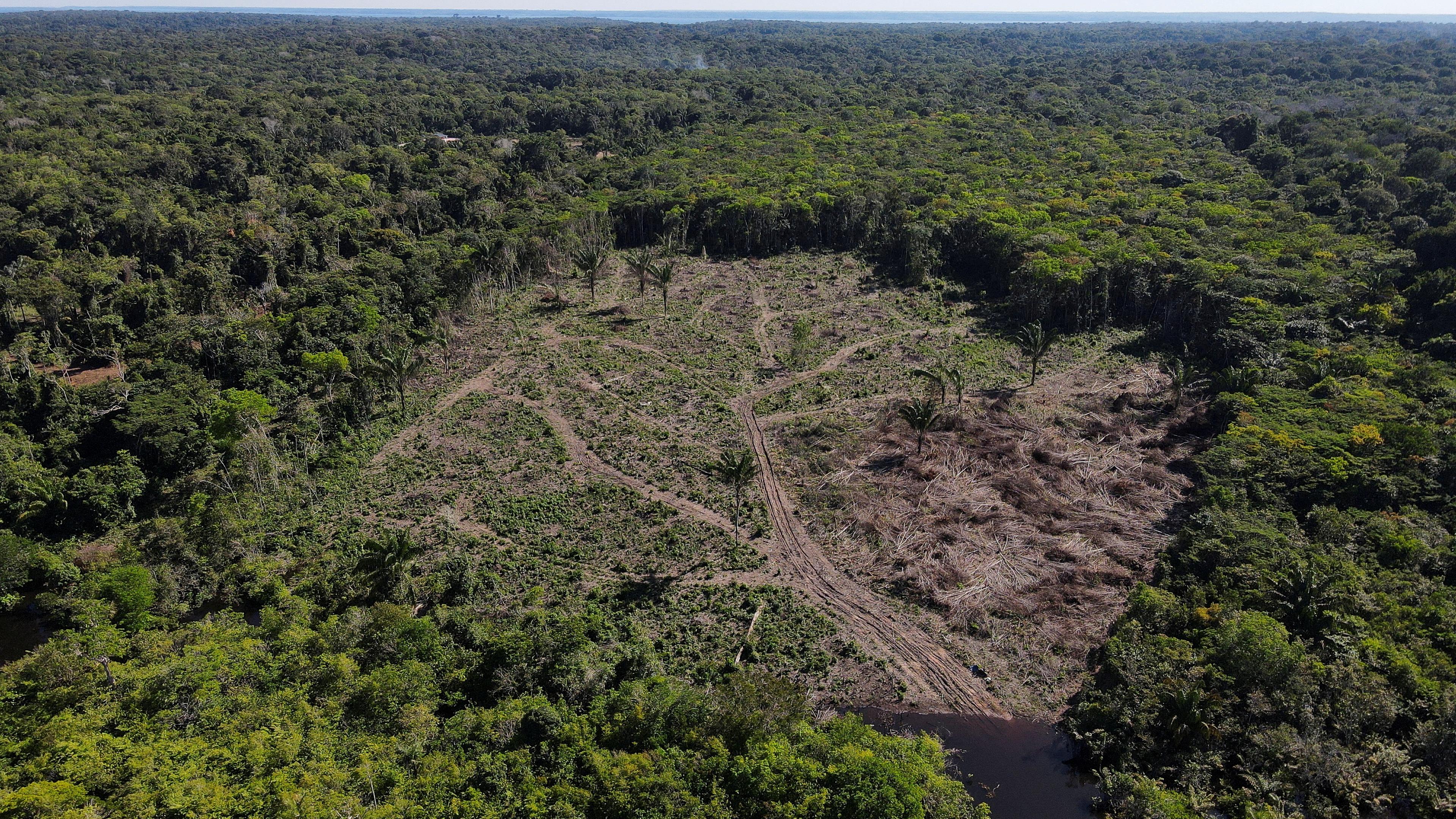 Brasilien, Amazonas-Regenwald in Manaus