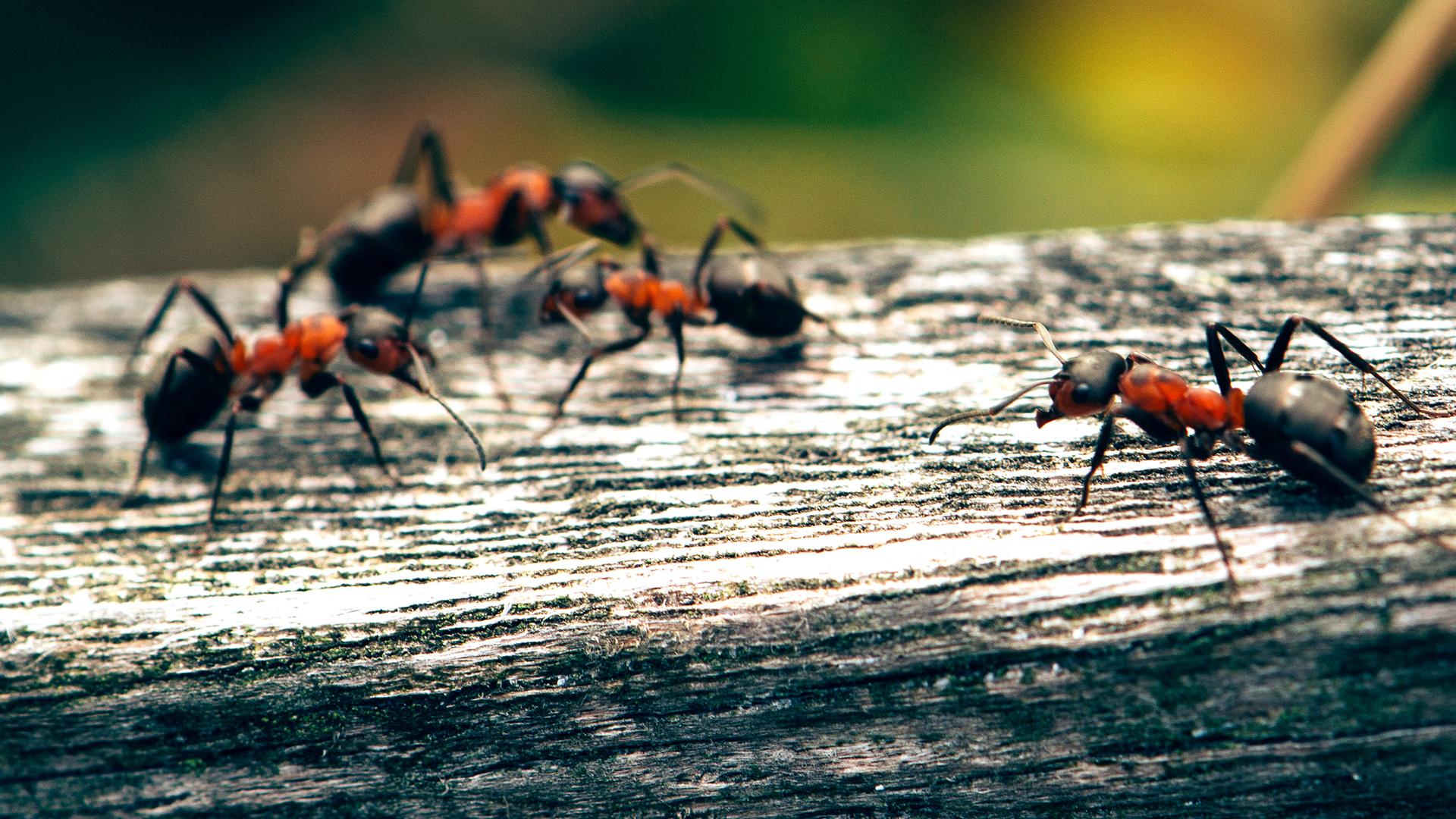 Ameisen auf einem Holzzaun
