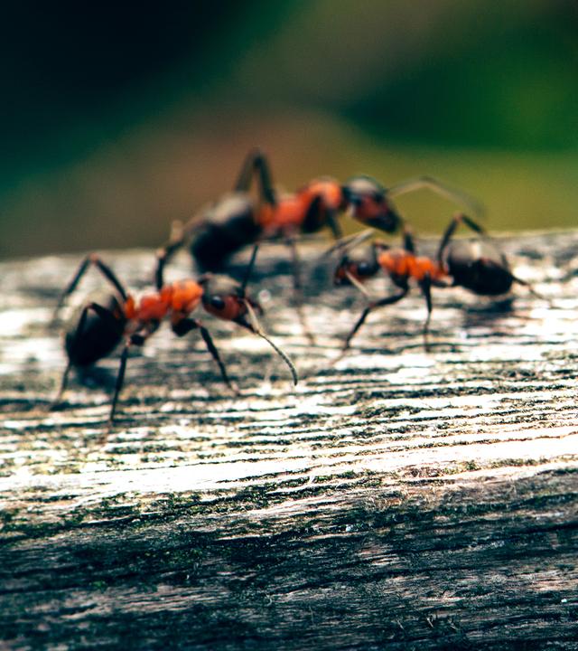 Ameisen auf einem Holzzaun