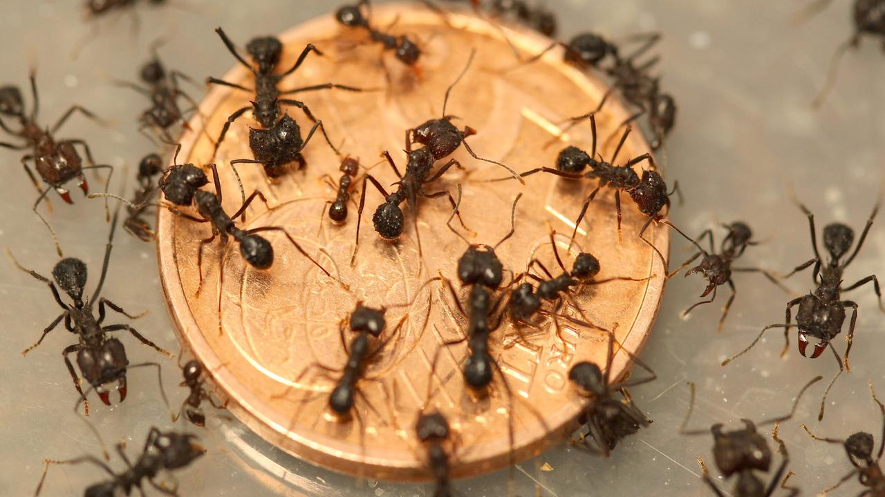Ameisen in der Wohnung ohne Chemie loswerden - ZDFheute