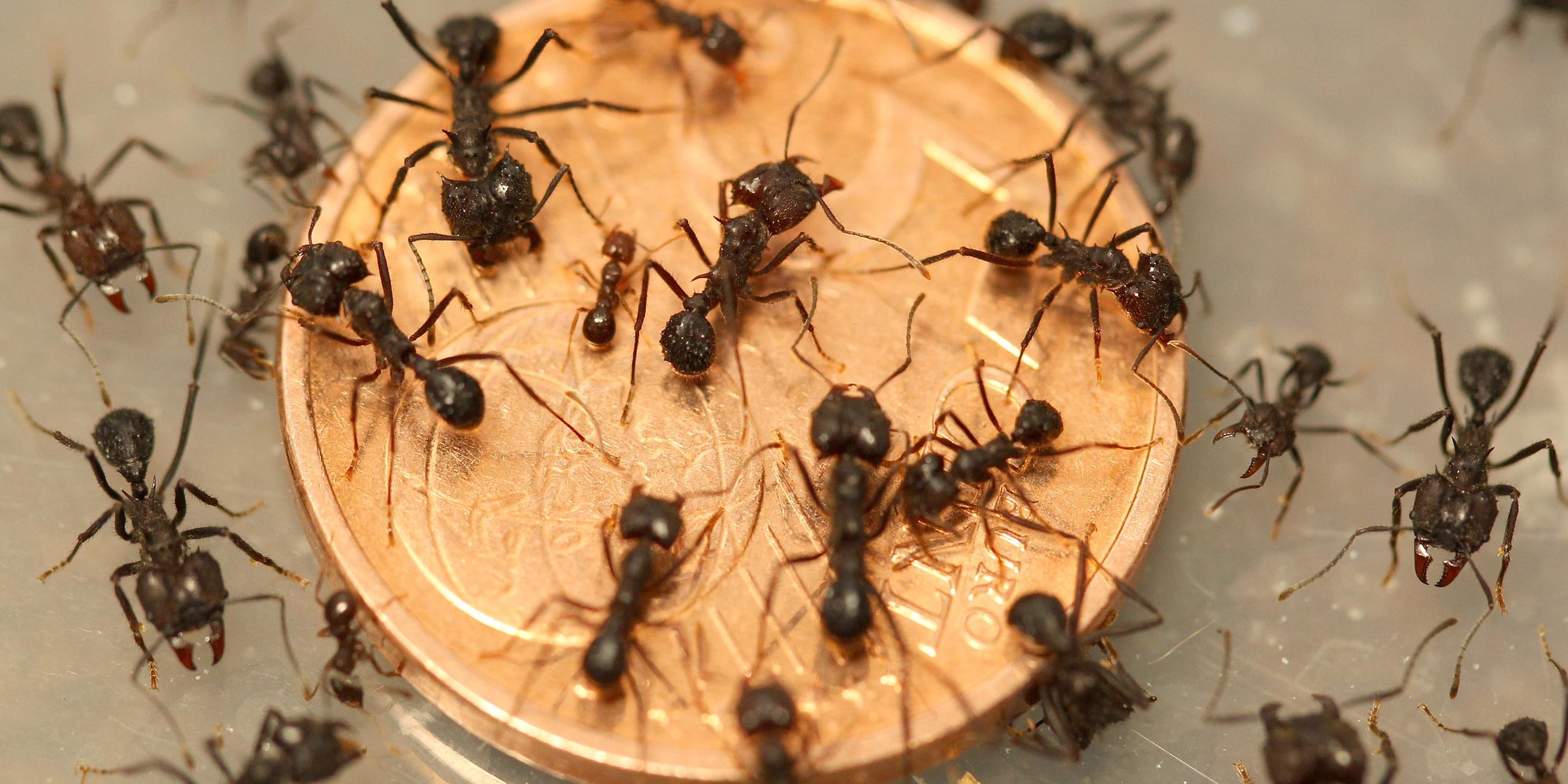 Ameisen auf einer 5-Cent-Münze