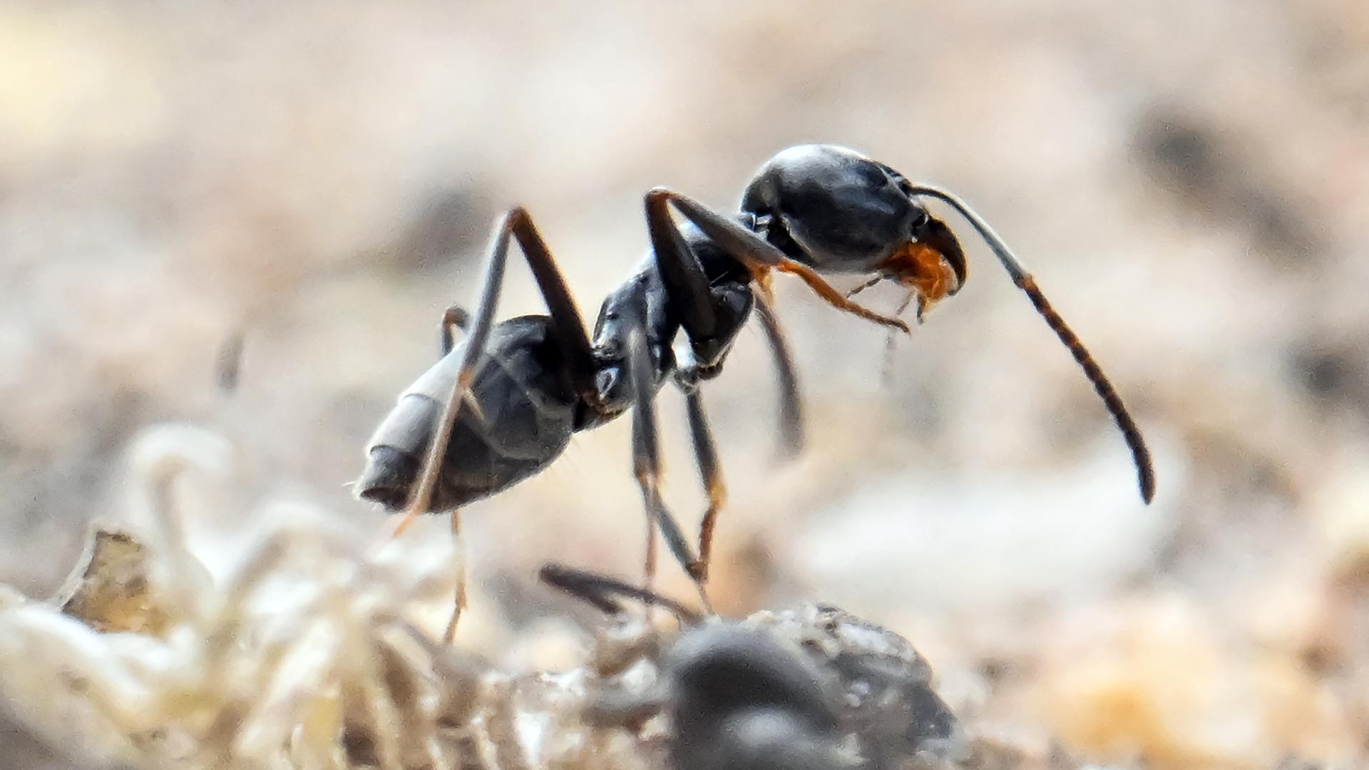 Am Bordstein einer Straße krabbelt eine Ameise.