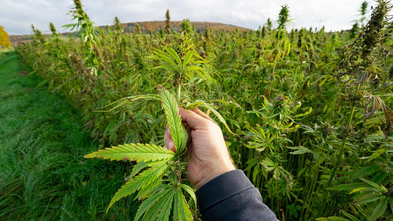 Bauern bereiten sich auf Cannabis-Anbau vor