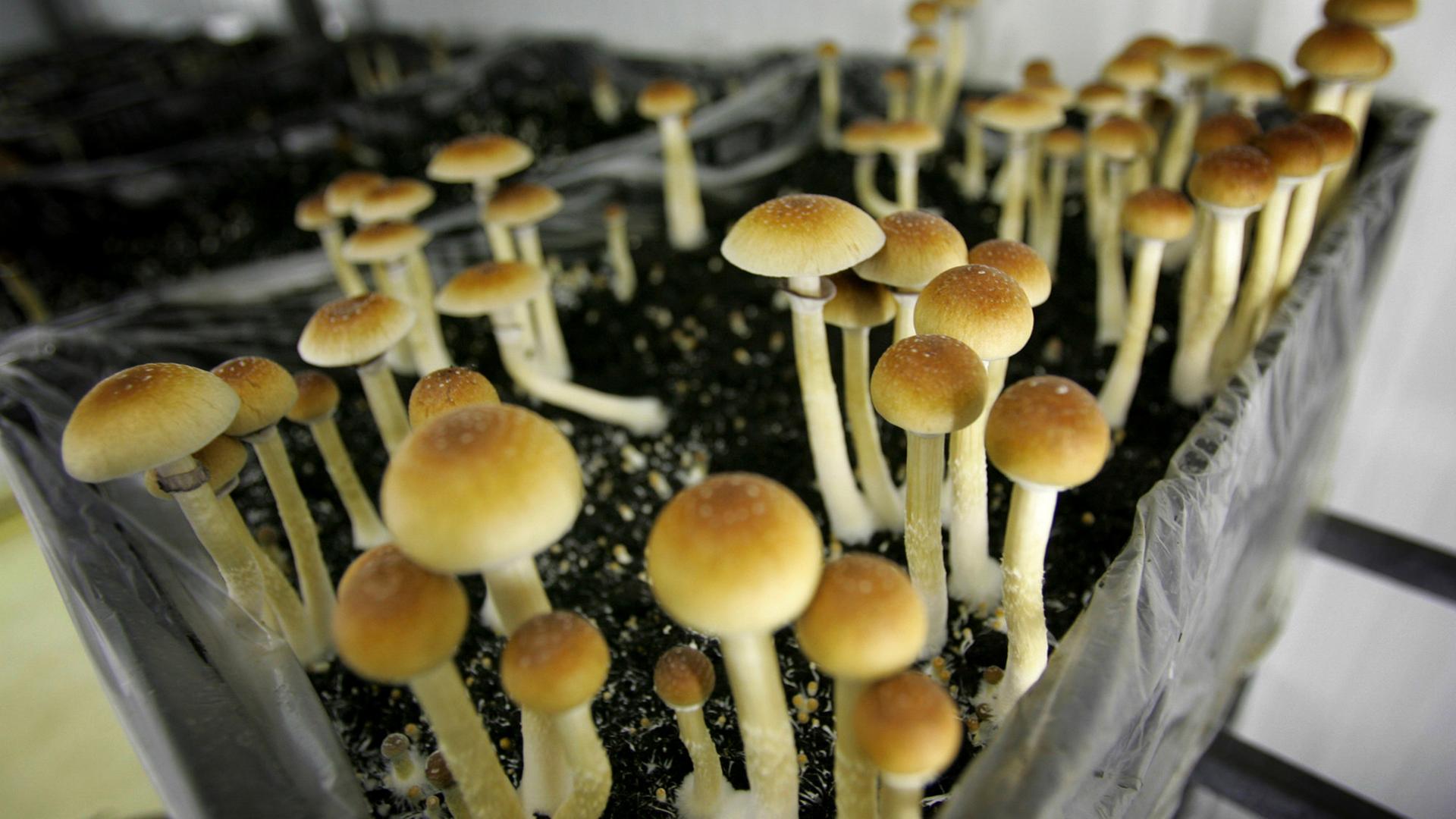 Anbau von Magic Mushrooms, aufgenommen am 02.08.2007 in Amsterdam (Niederlande)
