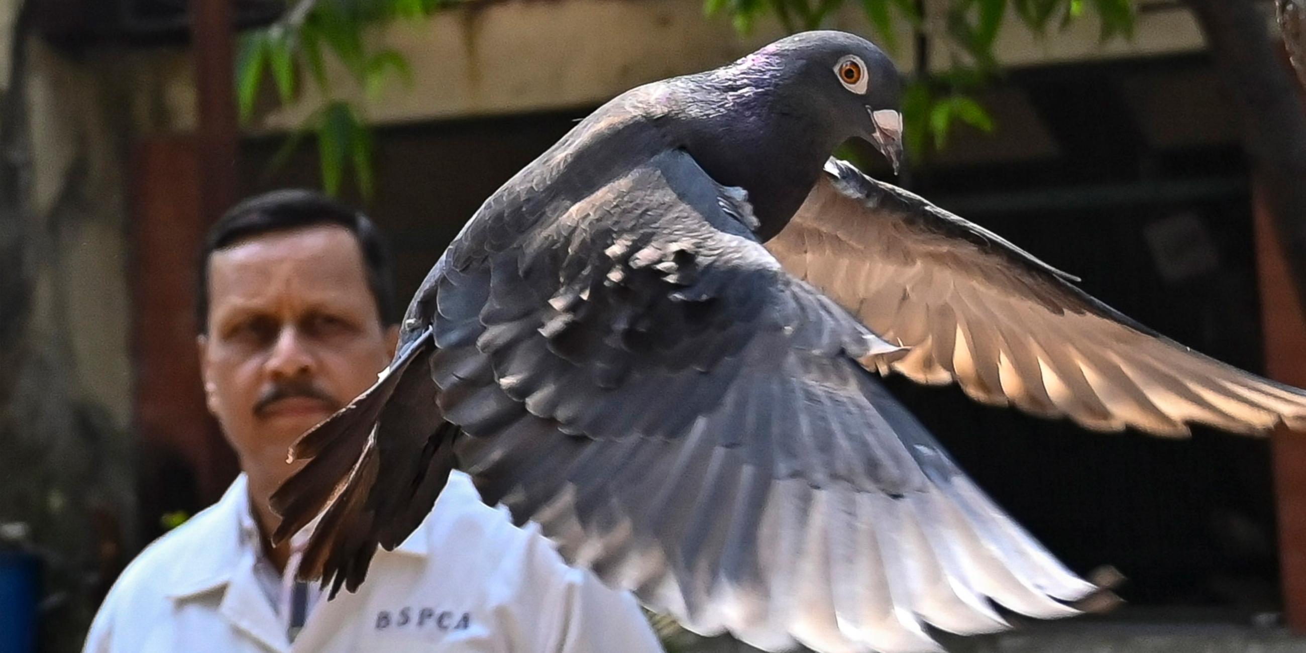 Eine Taube ist wegen eines Verdachts von chinesischer Spionage acht Monate lang in Indien festgehalten worden. 
