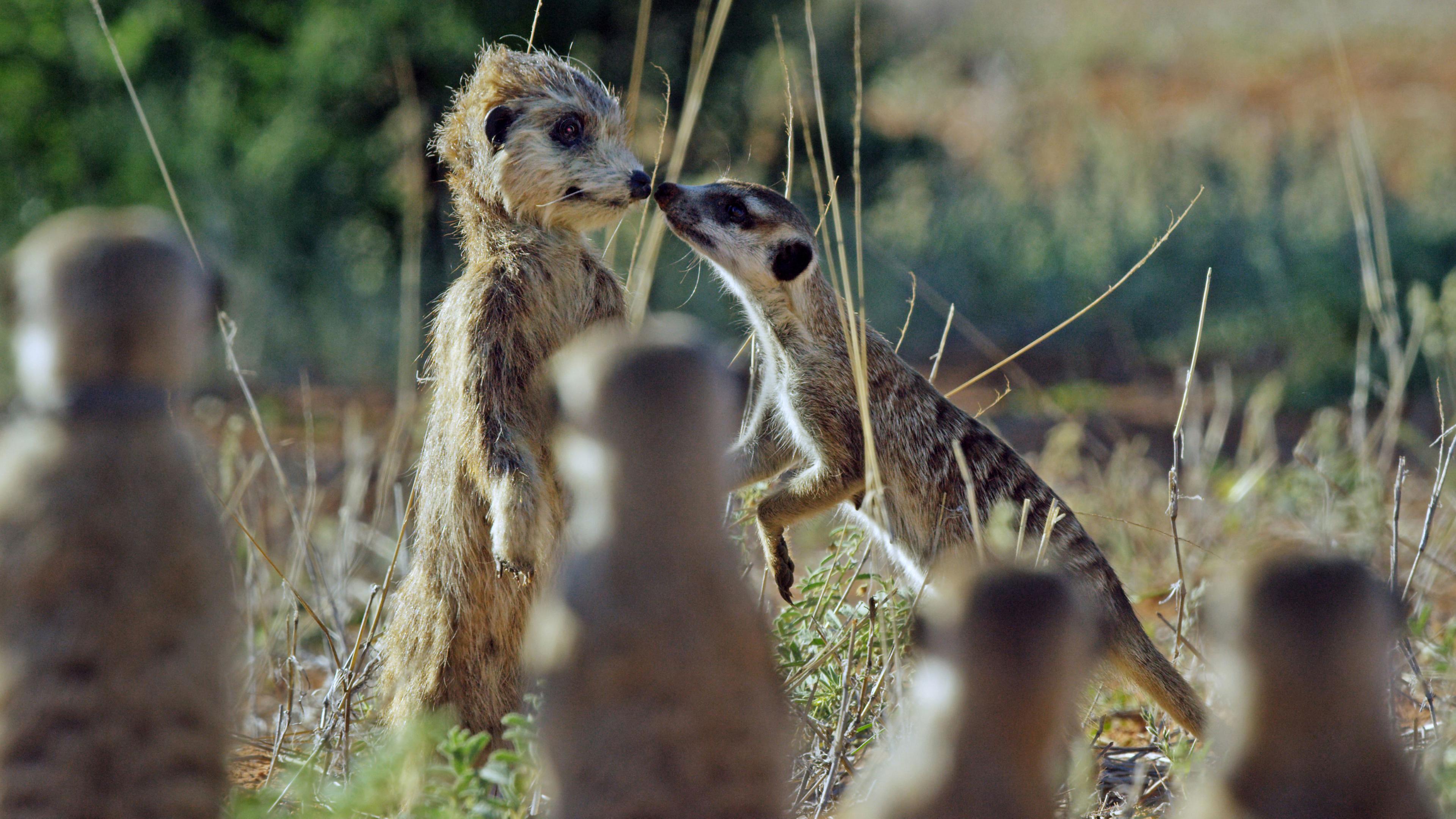 Съемка дикие животные. Ввс про животных. Шпионы в дикой природе bbc. Дикий бег антилоп видео. Ввс про животных.