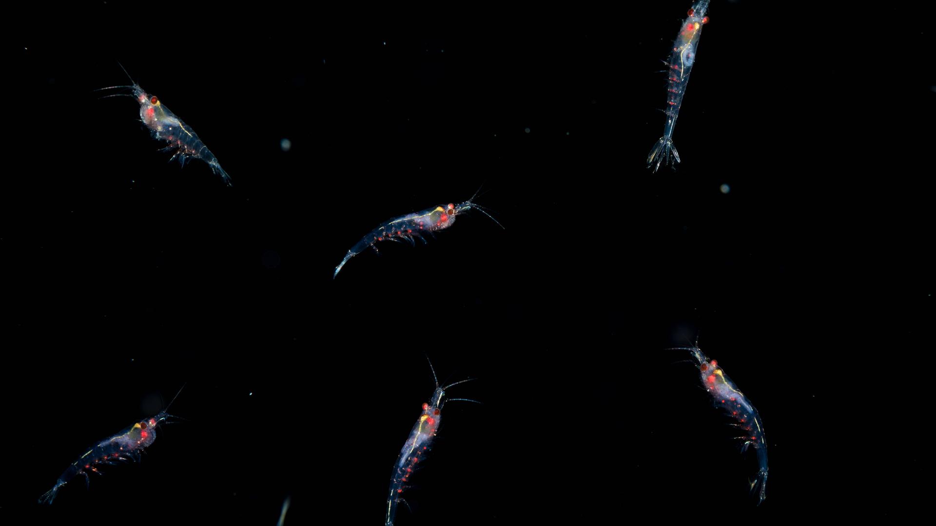 Leuchtender Krill in dunklem Meer