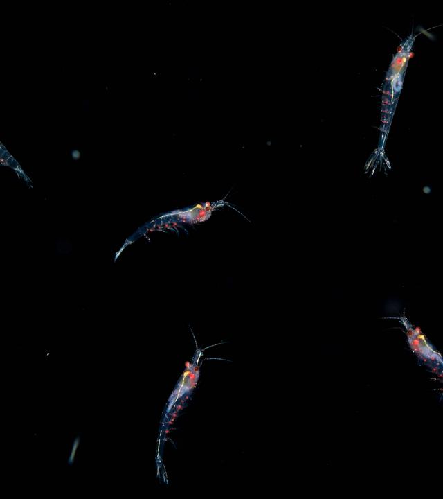 Leuchtender Krill in dunklem Meer