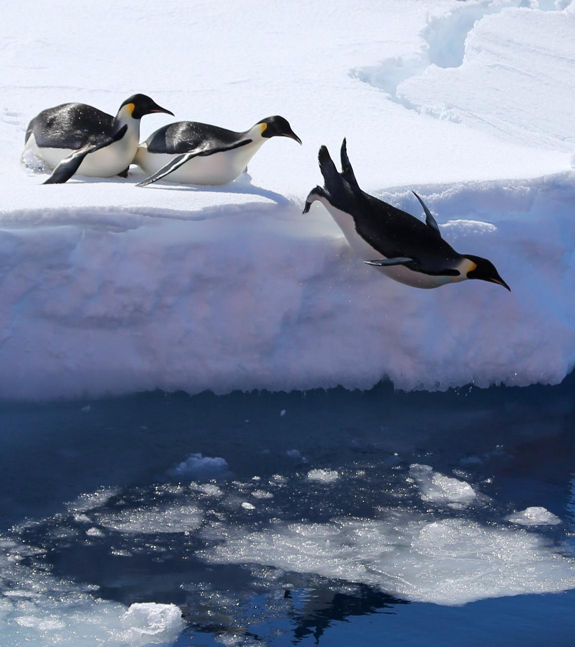 Antarktis, Prydz Bay: Kaiserpinguine springen von einer Eiskante ins Meer.