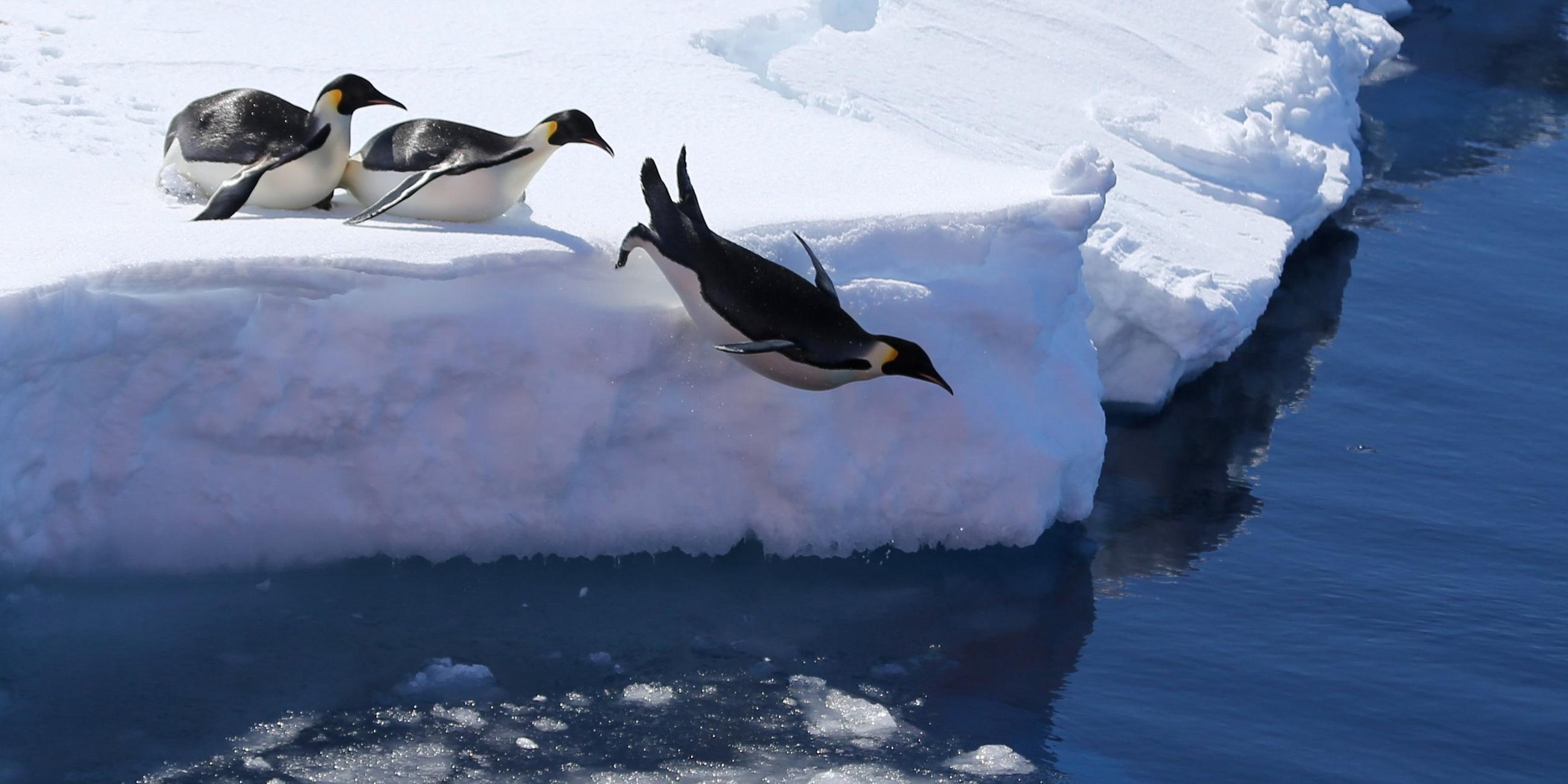 Antarktis, Prydz Bay: Kaiserpinguine springen von einer Eiskante ins Meer.