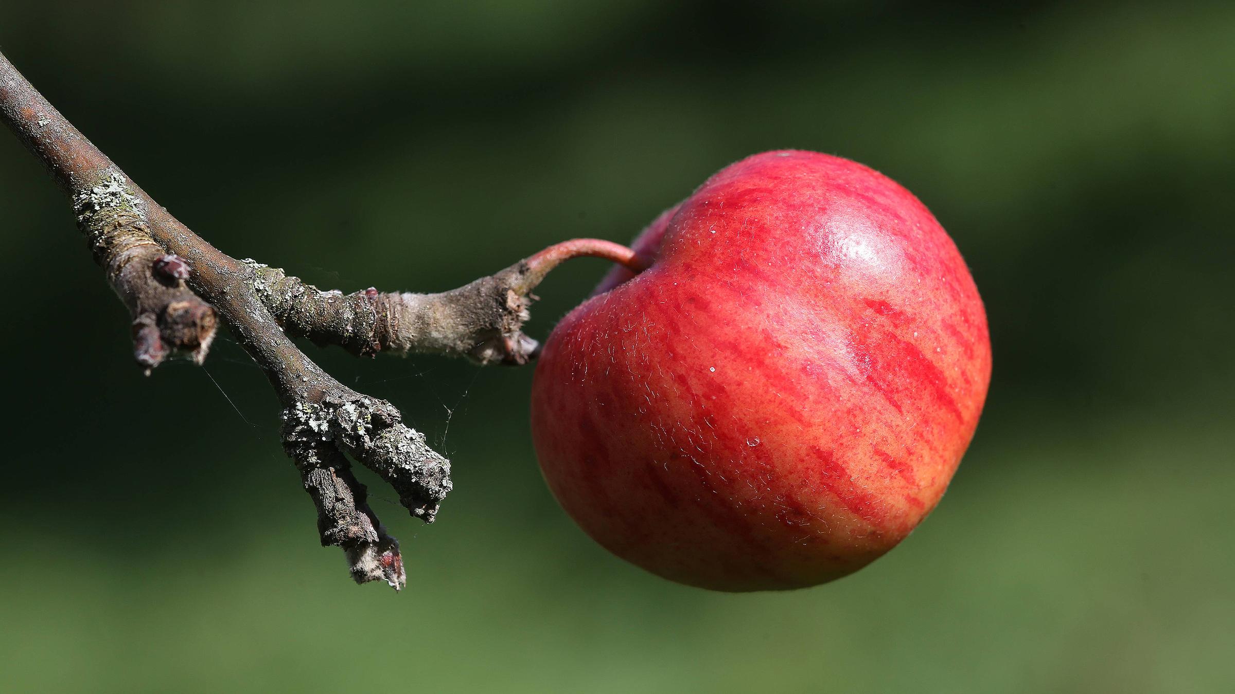 Apfel an einem Baum