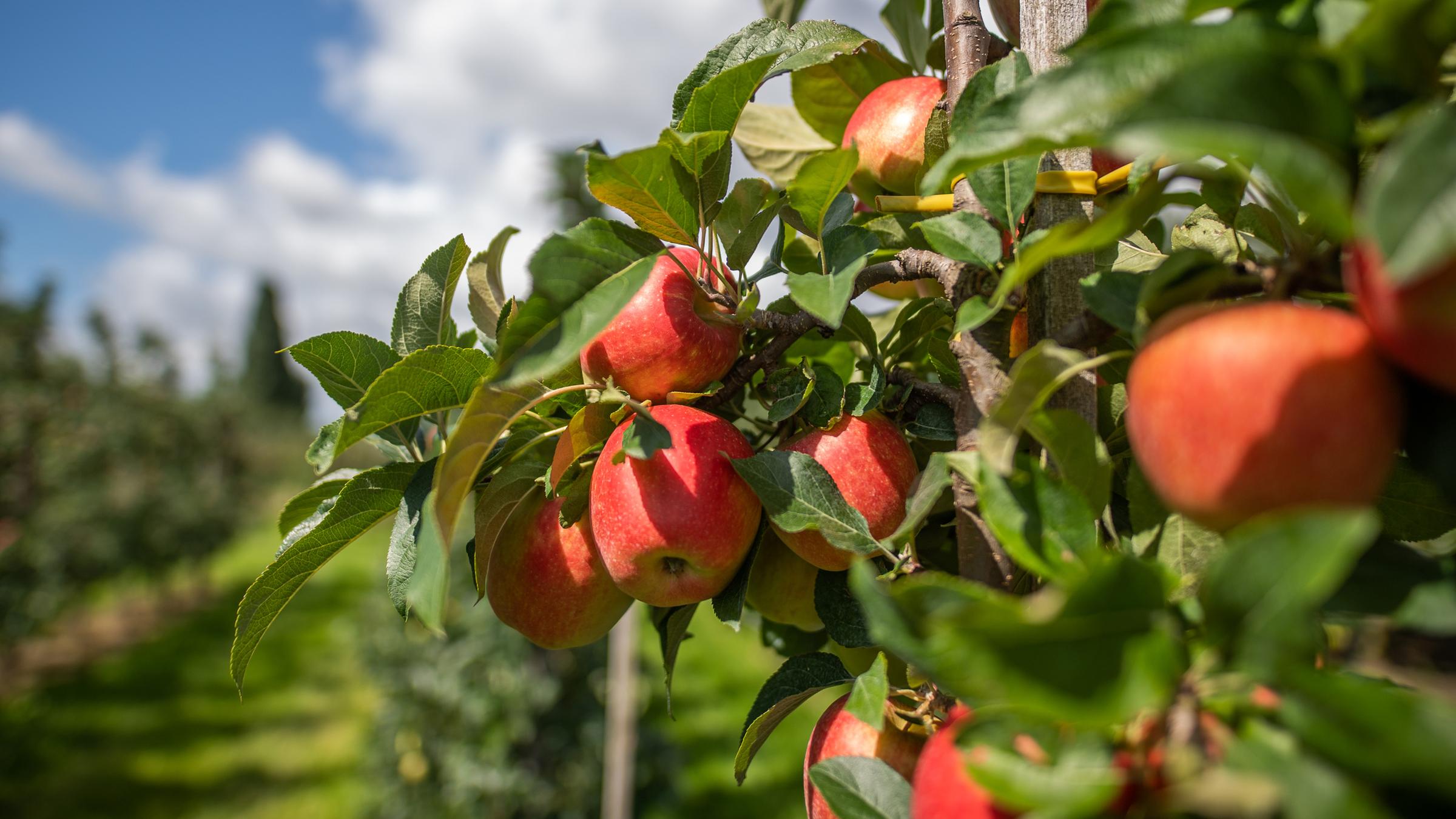 Äpfel hängen auf einem Obsthof im Alten Land (Niedersachsen) am Baum, aufgenommen am 26.08.2021