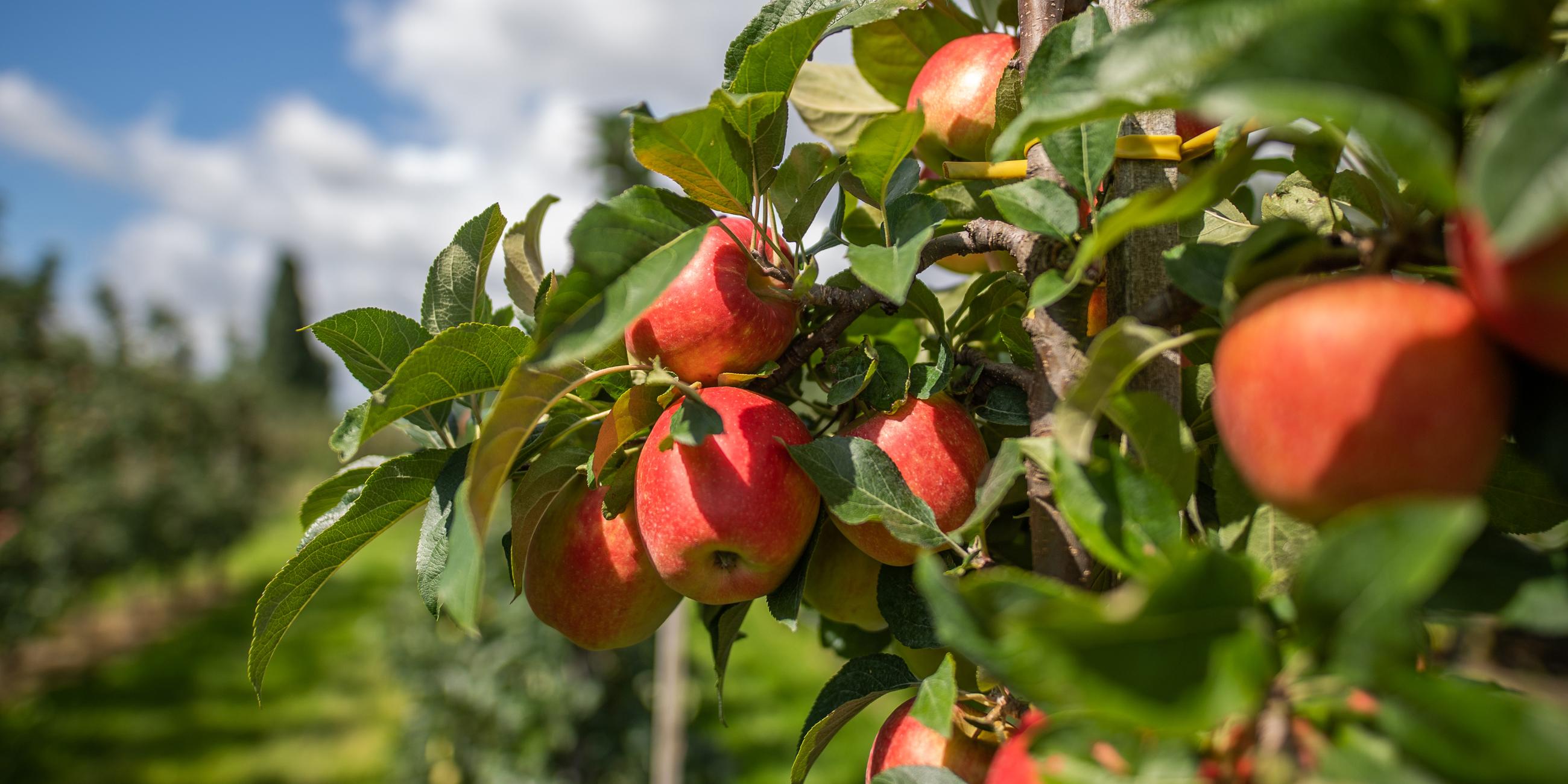 Äpfel hängen auf einem Obsthof im Alten Land (Niedersachsen) am Baum, aufgenommen am 26.08.2021