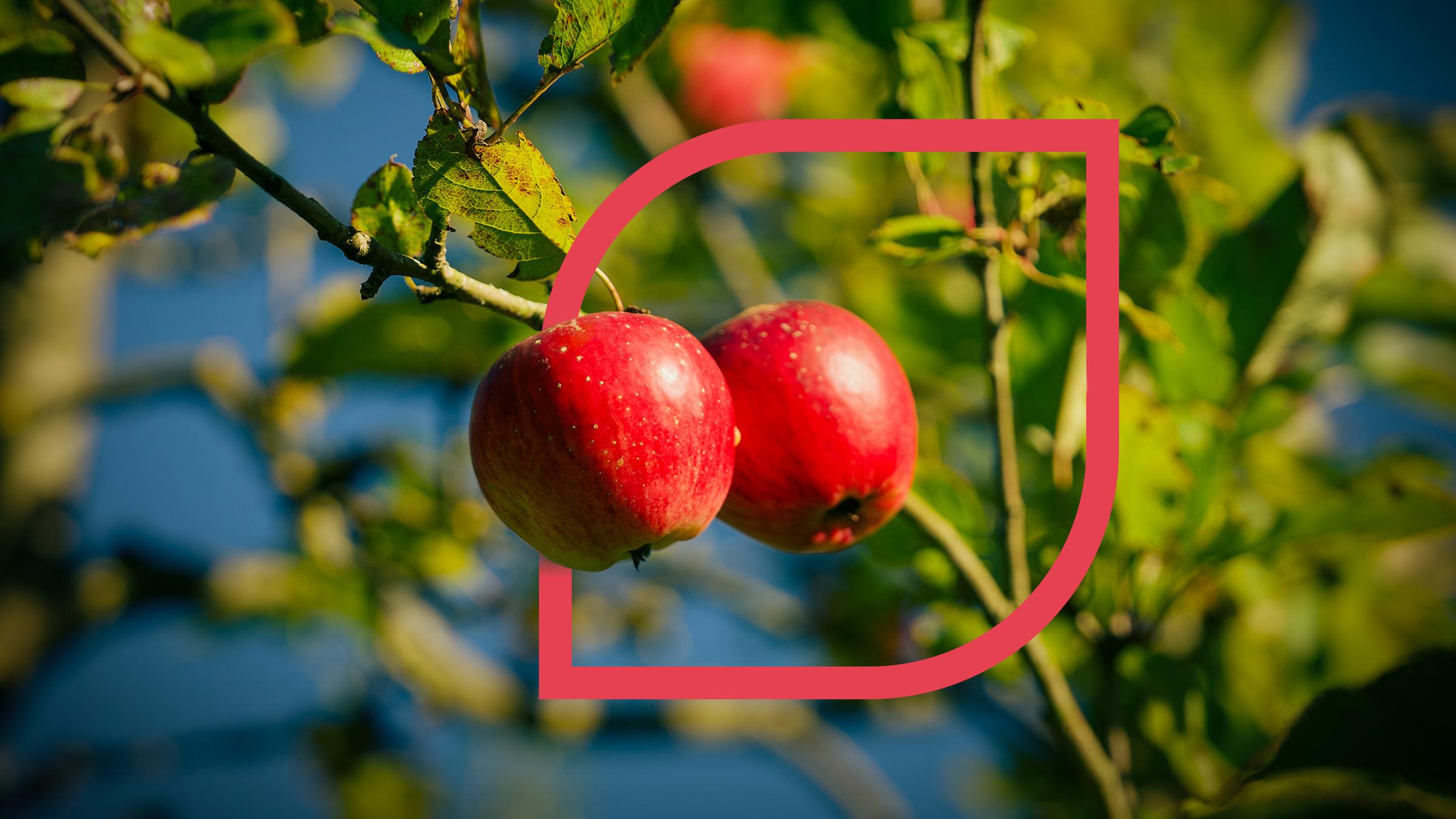 plan b: Apfel der Zukunft