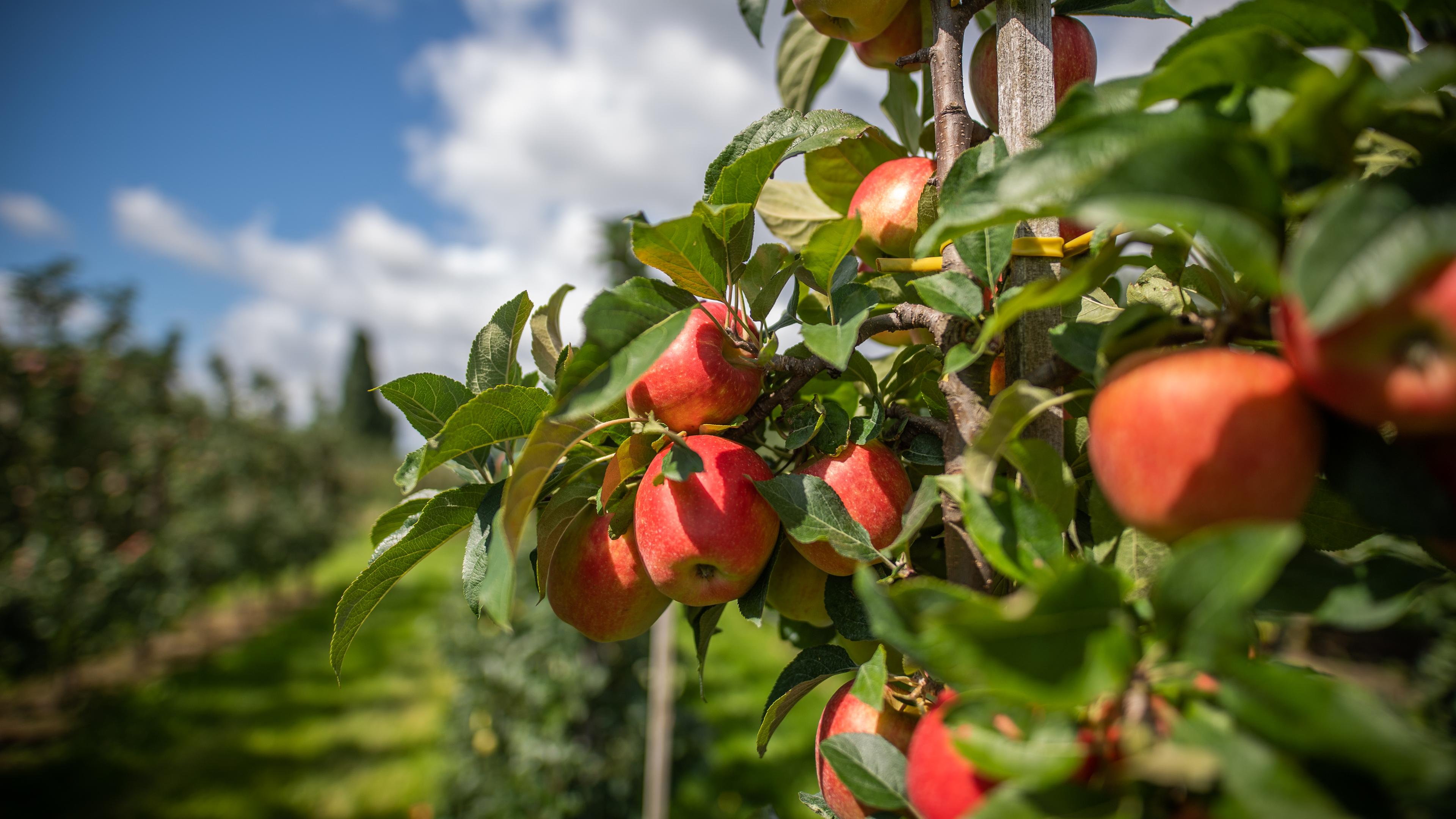 Niedersachsen, Jork: Äpfel hängen auf einem Obsthof im Alten Land am Baum.
