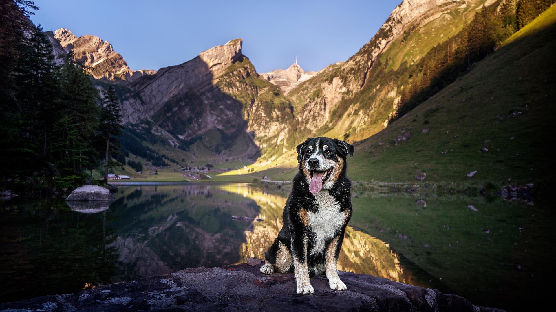 Schweizer Hundegeschichten - Appenzeller
