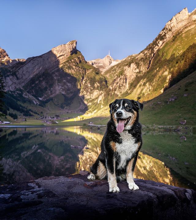 Schweizer Hundegeschichten - Appenzeller