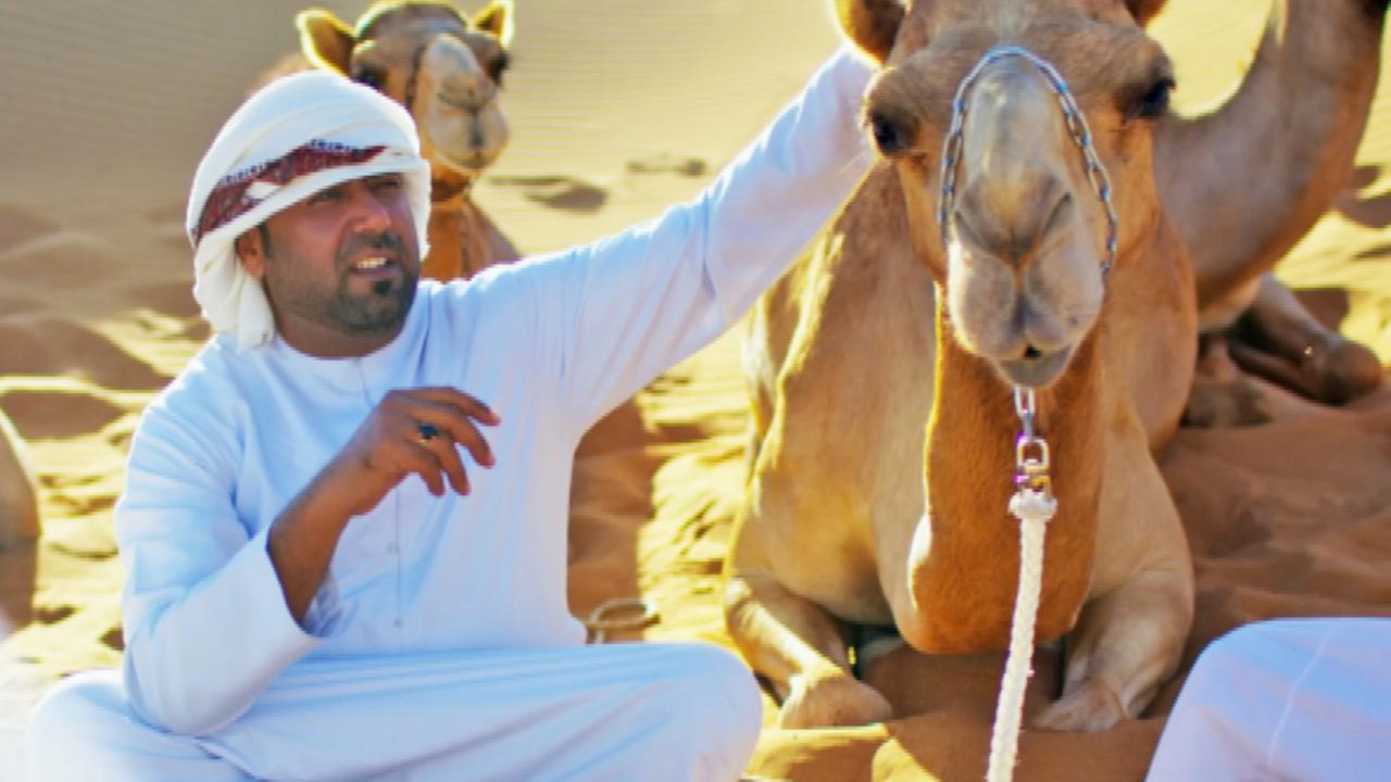 Araber sitzt neben Kamel