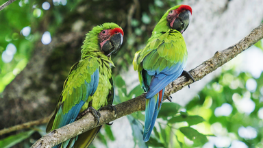 Terra X Dokumentationen Und Kurzclips - Costa Rica – Wild Und Weltbewegend
