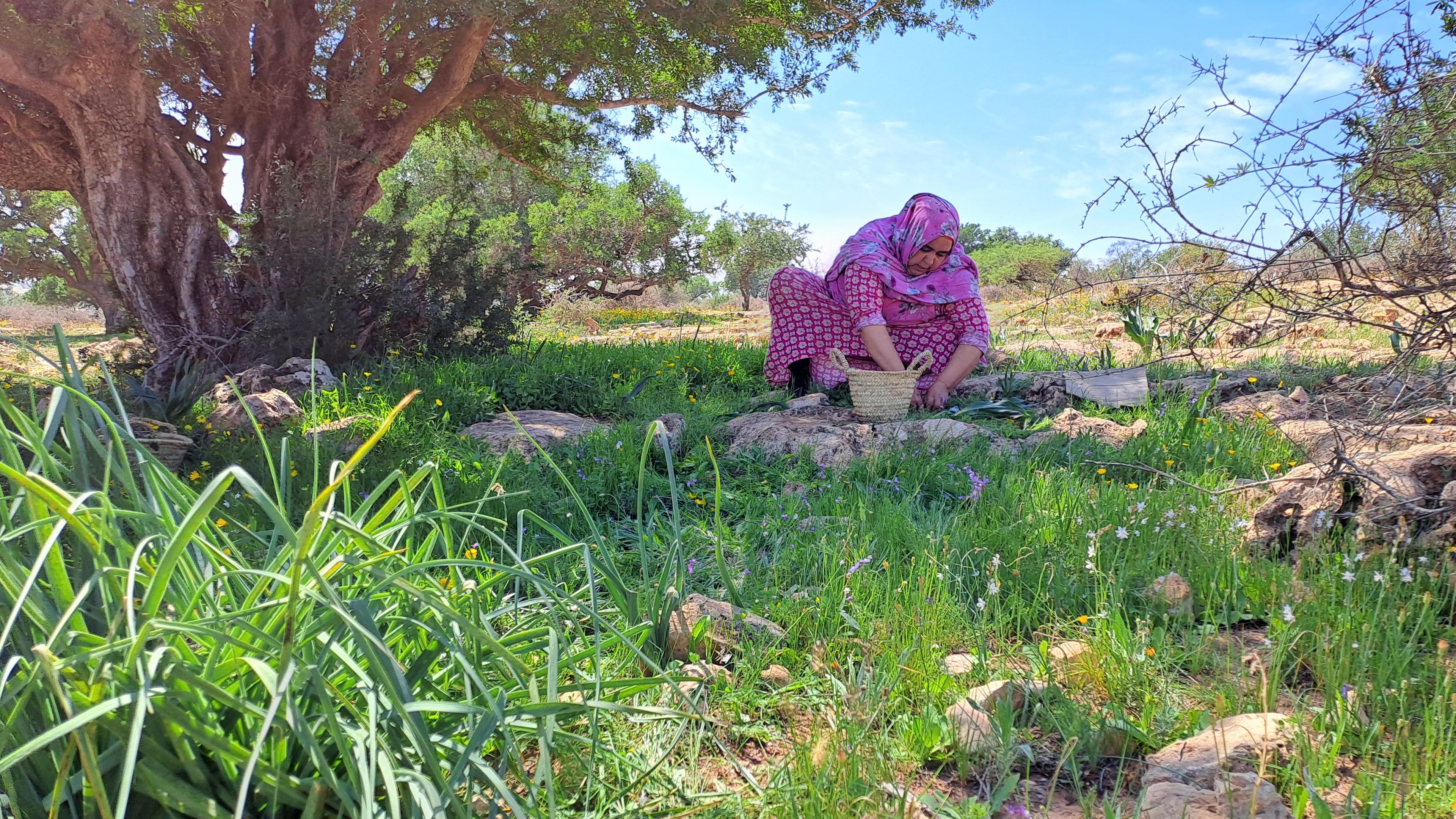 Arganernte im Südwesten Marokkos