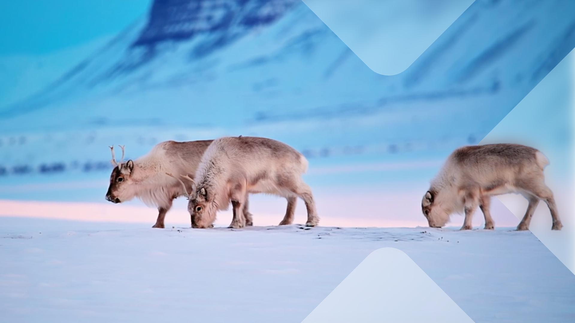 Die Arktis – 66,5 Grad Nord