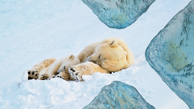 Terra X Dokumentationen Und Kurzclips - Die Arktis – 66,5 Grad Nord: Eisige Schönheit
