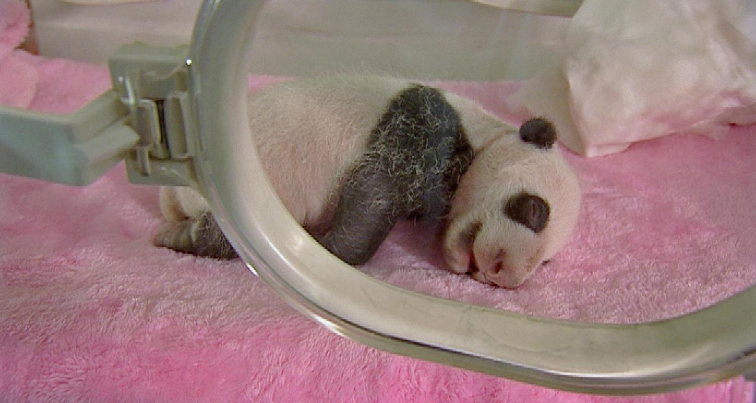 Baby-Pandabär in einer chinesischen Aufzuchtstation