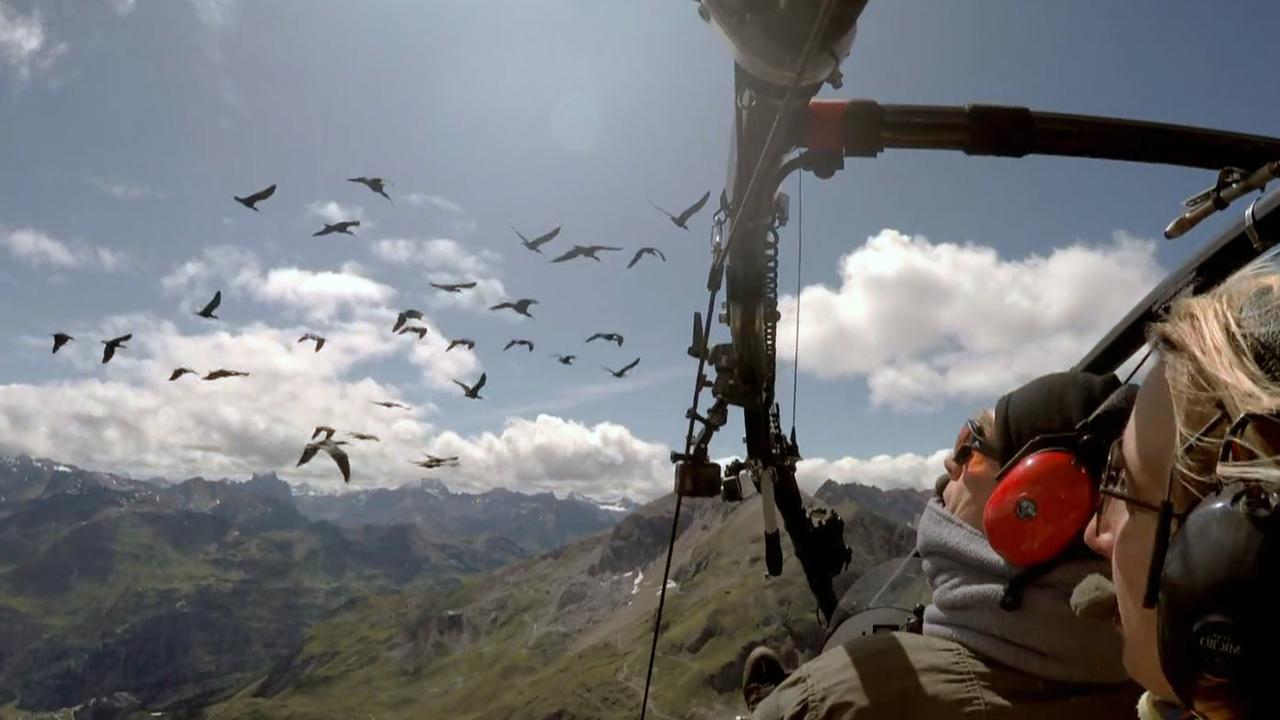 Flugbegleitung für Waldrappe