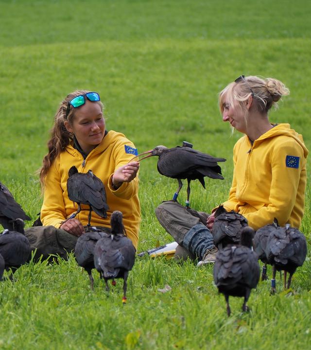 Zwei junge Frauen sitzen in Mitten eine kleinen Gruppen von Waldrapps (Vögeln)