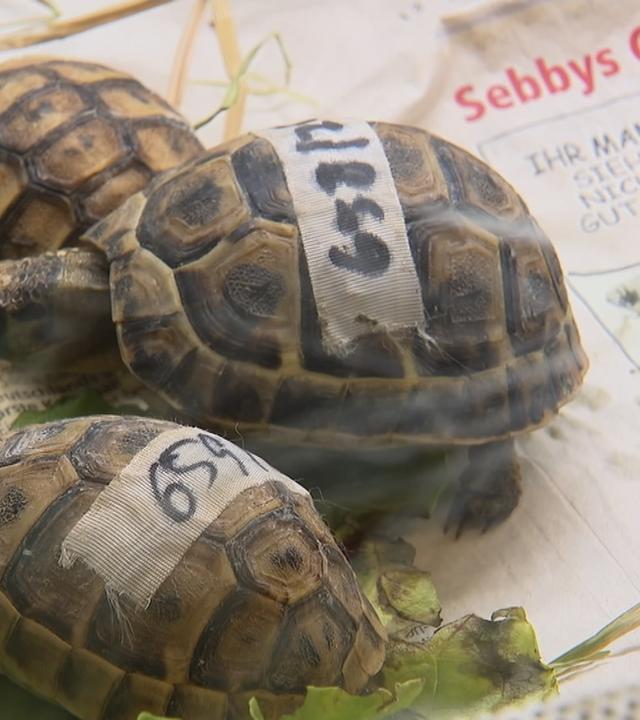 Zwei kleine Schildkröten liegen auf einer Zeitung und essen an einem Blatt Salat. Die Rücken sind jeweils mit einer Nummer gekennzeichnet.