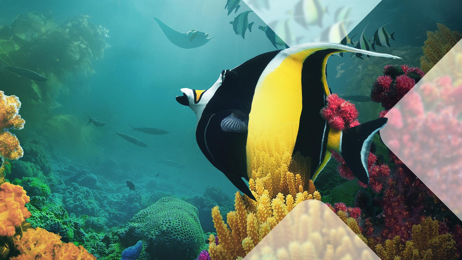 Bild für Wilde Ozeane