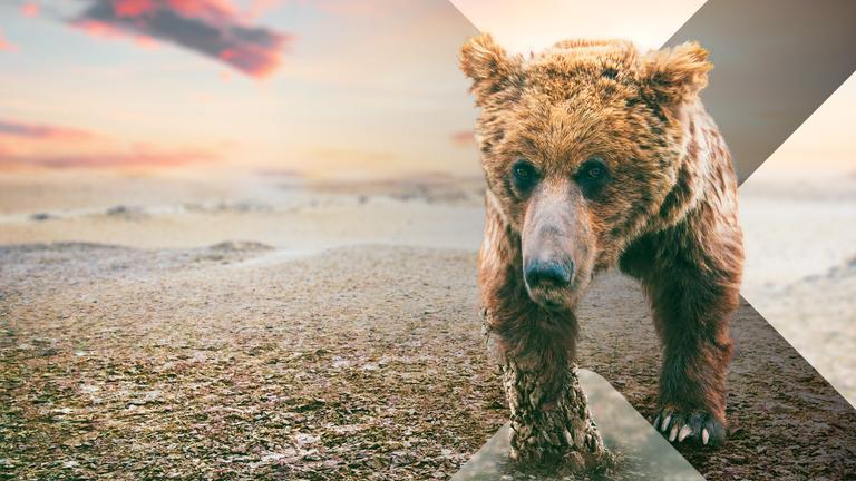 Braunbär